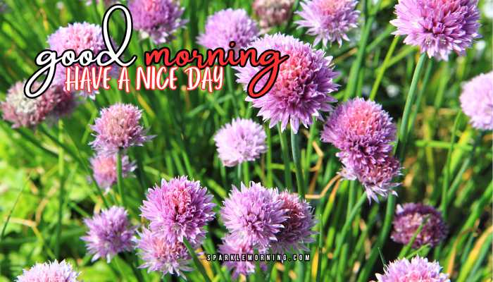 good morning have a nice day images