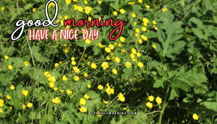 good morning have a nice day images