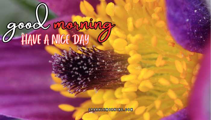 good morning have a nice day images