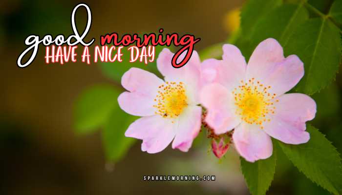 good morning have a nice day images