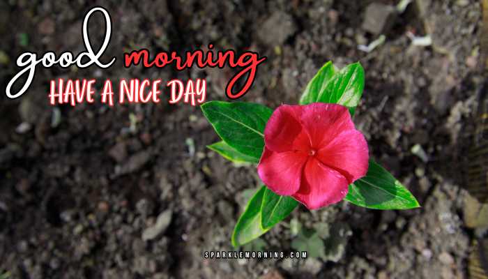 good morning have a nice day images