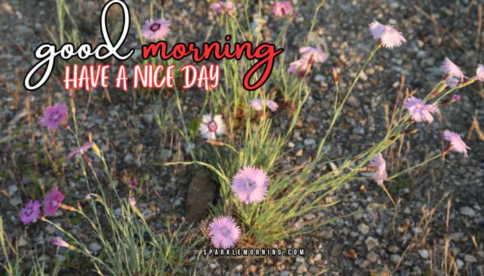 good morning have a nice day images