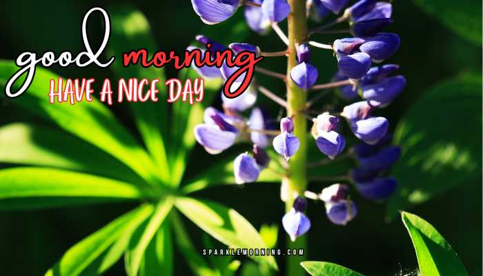 good morning have a nice day images