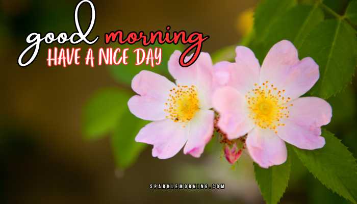 good morning have a nice day images