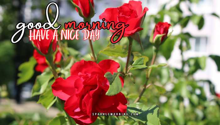 good morning have a nice day images