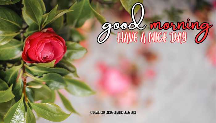 good morning have a nice day images
