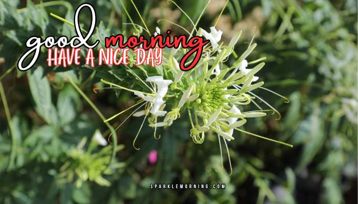 good morning have a nice day images