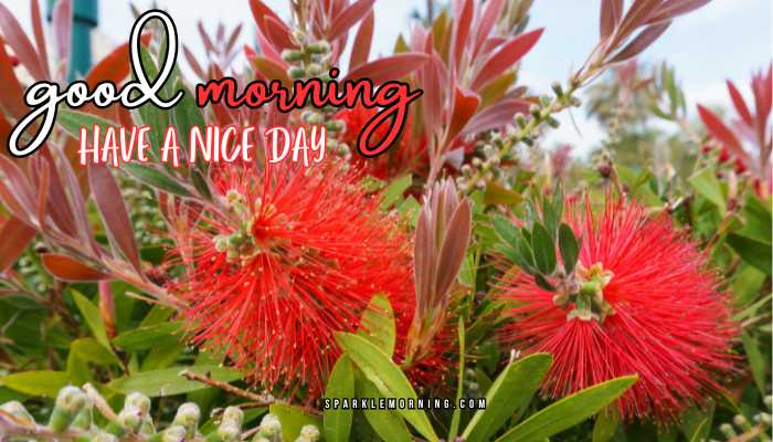 good morning have a nice day images