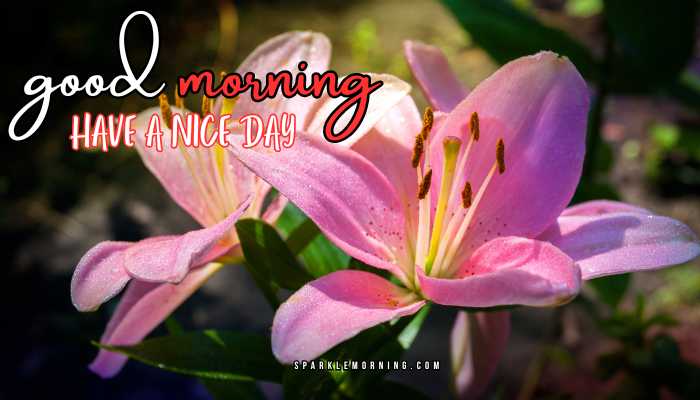 good morning have a nice day images