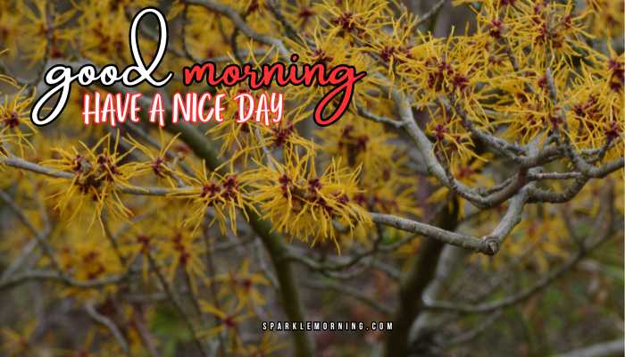 good morning have a nice day images