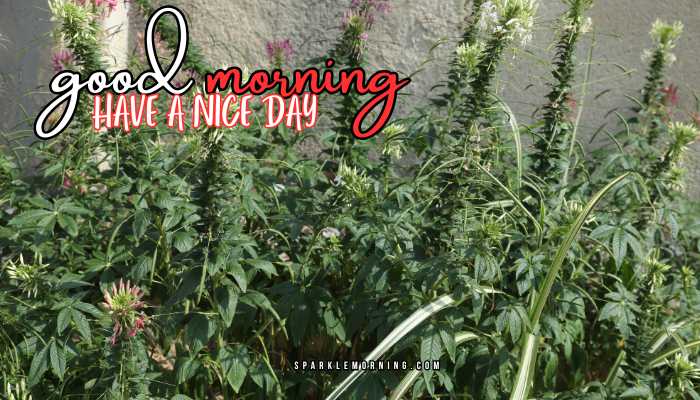 good morning have a nice day images