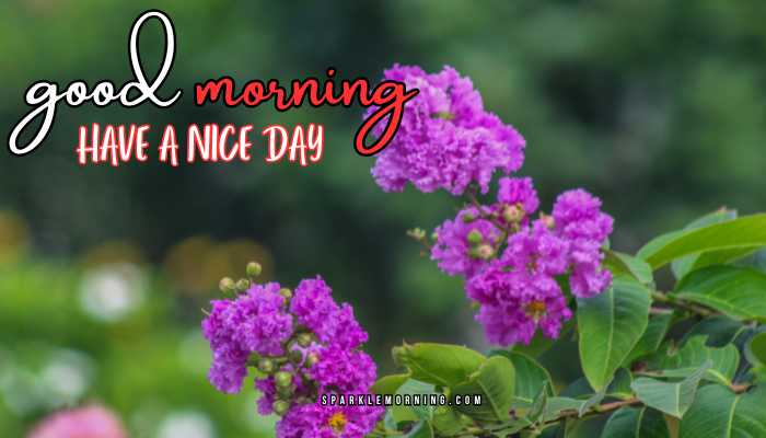 good morning have a nice day images