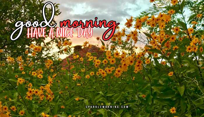 good morning have a nice day images