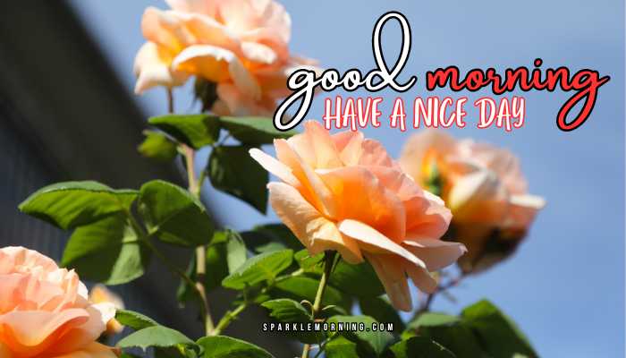 good morning have a nice day images