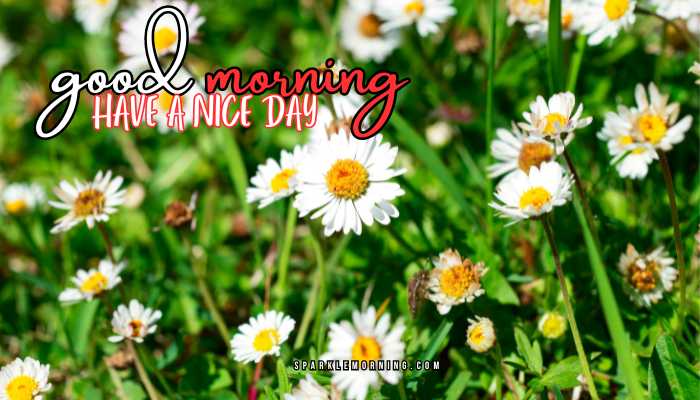 good morning have a nice day images (