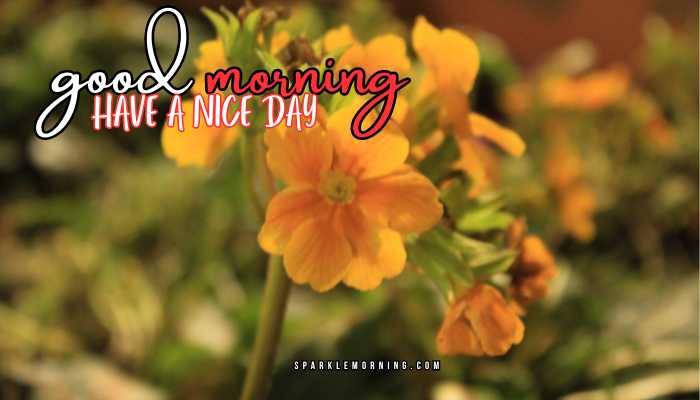 good morning have a nice day images (