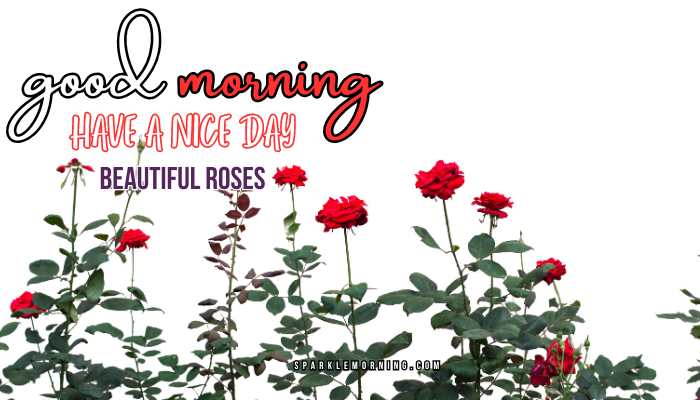 good morning roses images