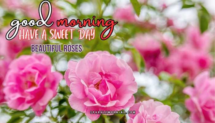 good morning roses images