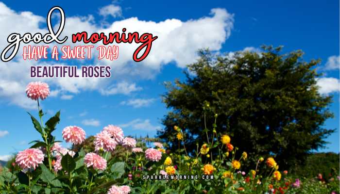 good morning roses images