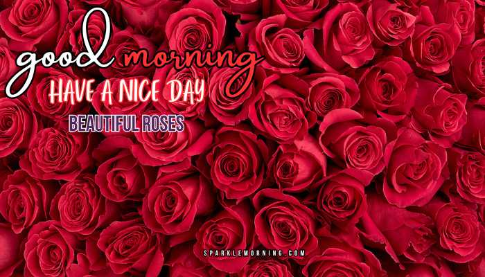 good morning roses images