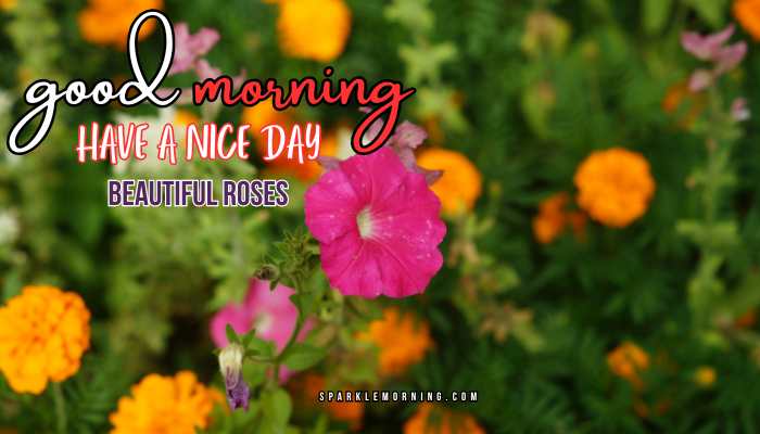 good morning roses images