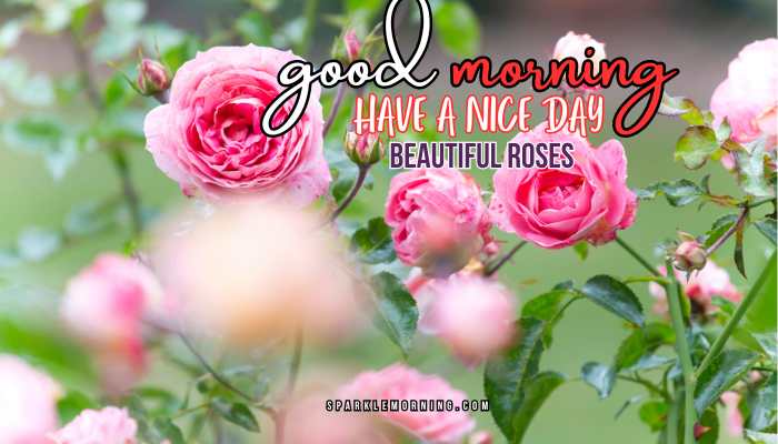 good morning roses images