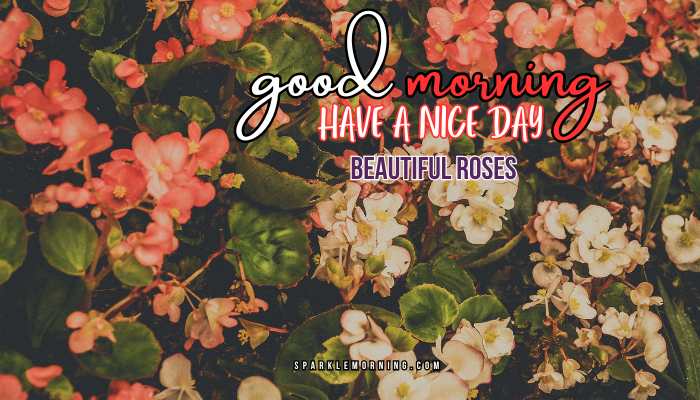good morning roses images