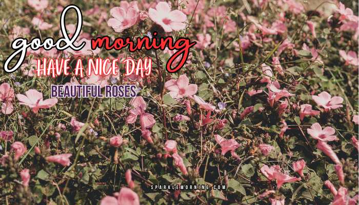 good morning roses images