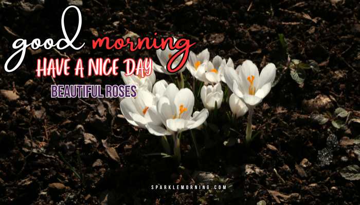 good morning roses images