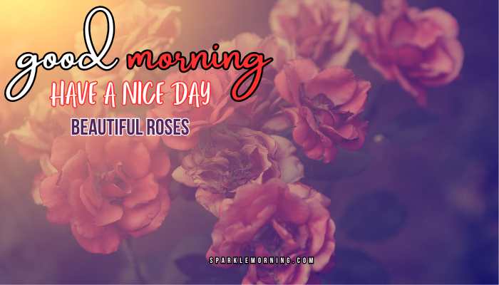 good morning roses images