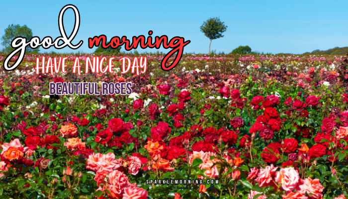 good morning roses images