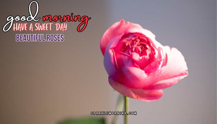 good morning roses images
