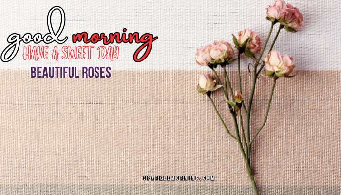 good morning roses images