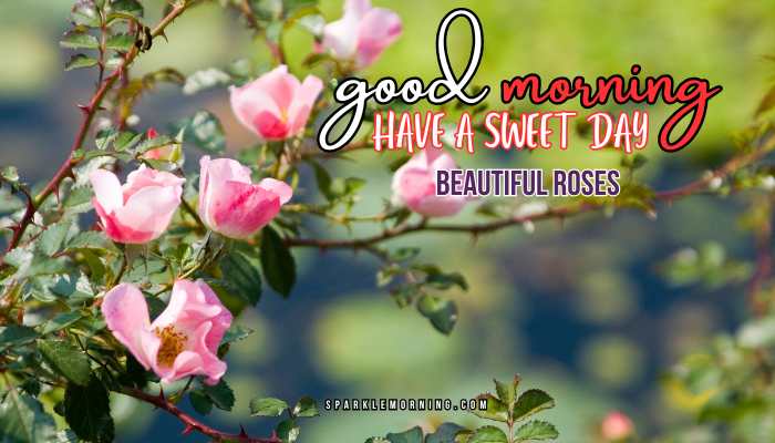 good morning roses images