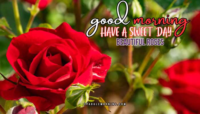 good morning roses images