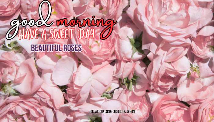 good morning roses images