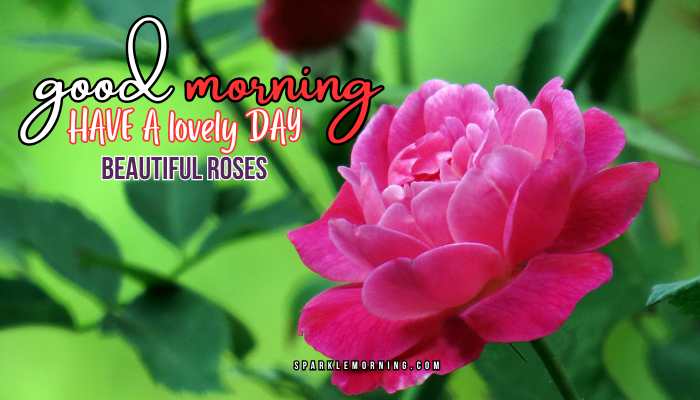 good morning roses images