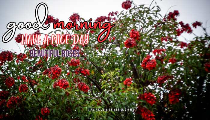 good morning roses images