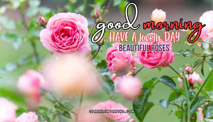 good morning roses images