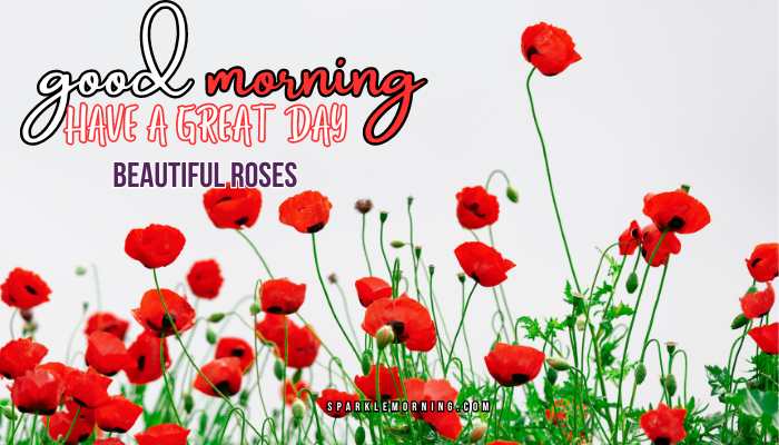 good morning roses images