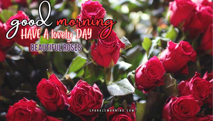 good morning roses images