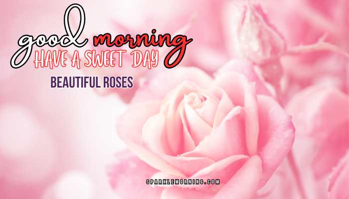 good morning roses images