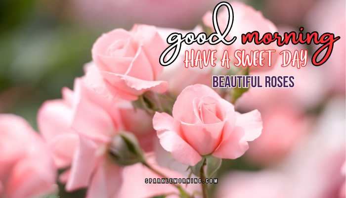 good morning roses images