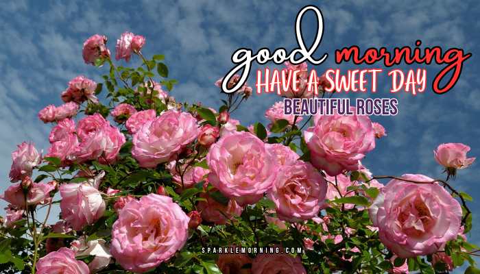 good morning roses images