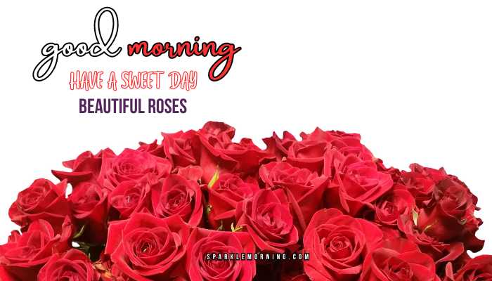 good morning roses images