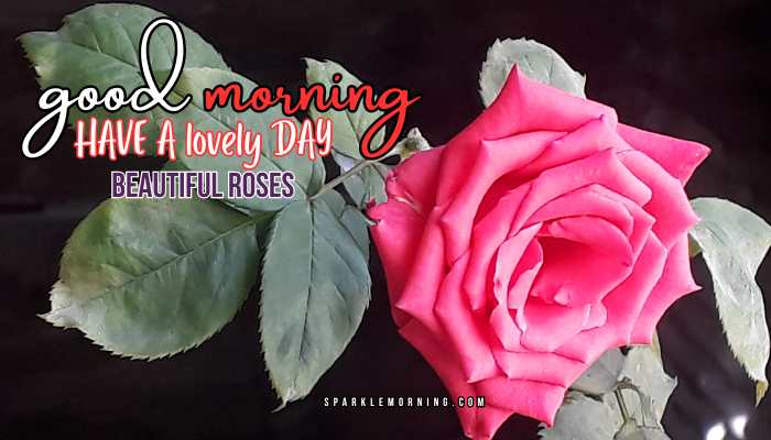 good morning roses images