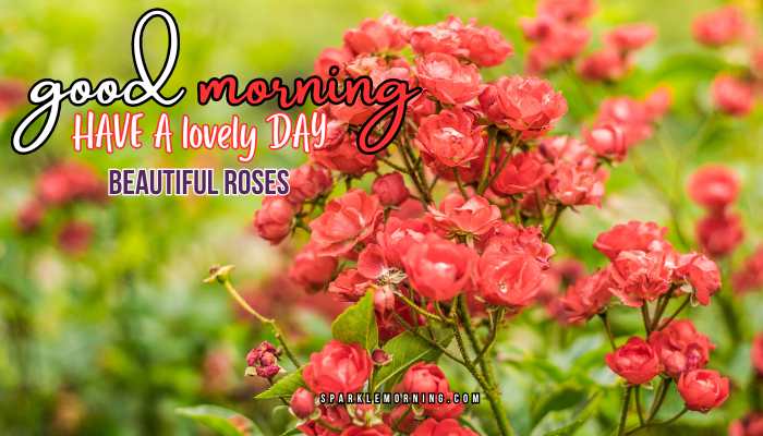 good morning roses images