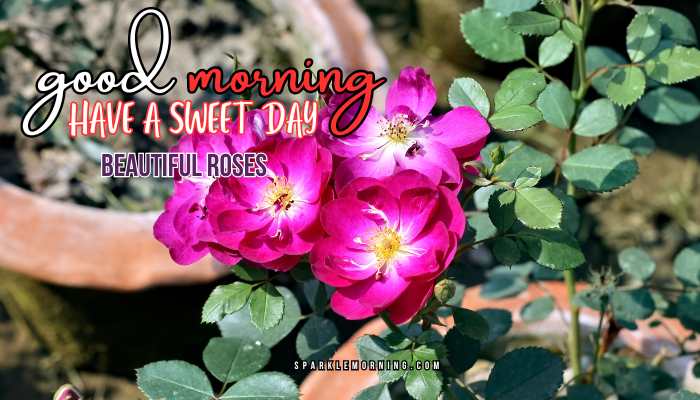 good morning roses images