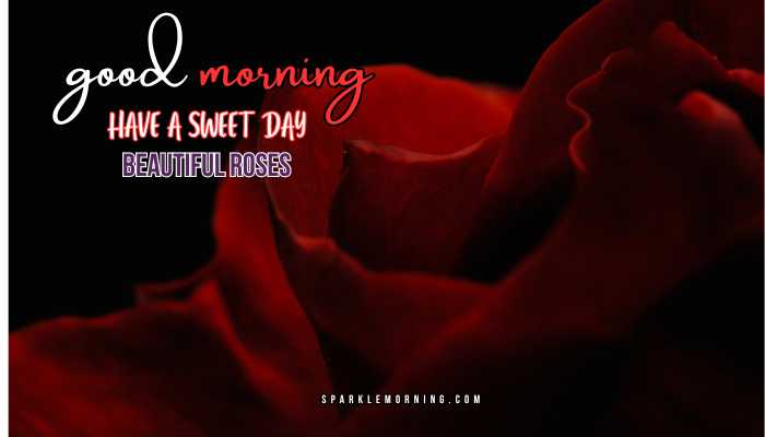 good morning roses images