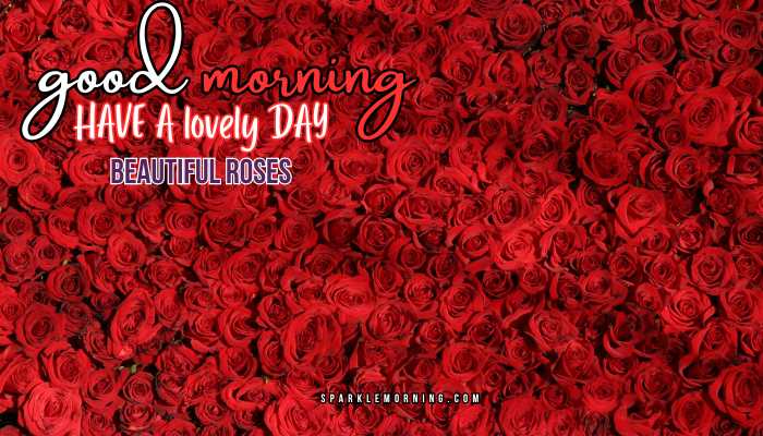 good morning roses images